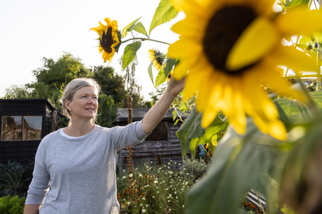 A woman stood in a garden, reaching out to sunflower heads.